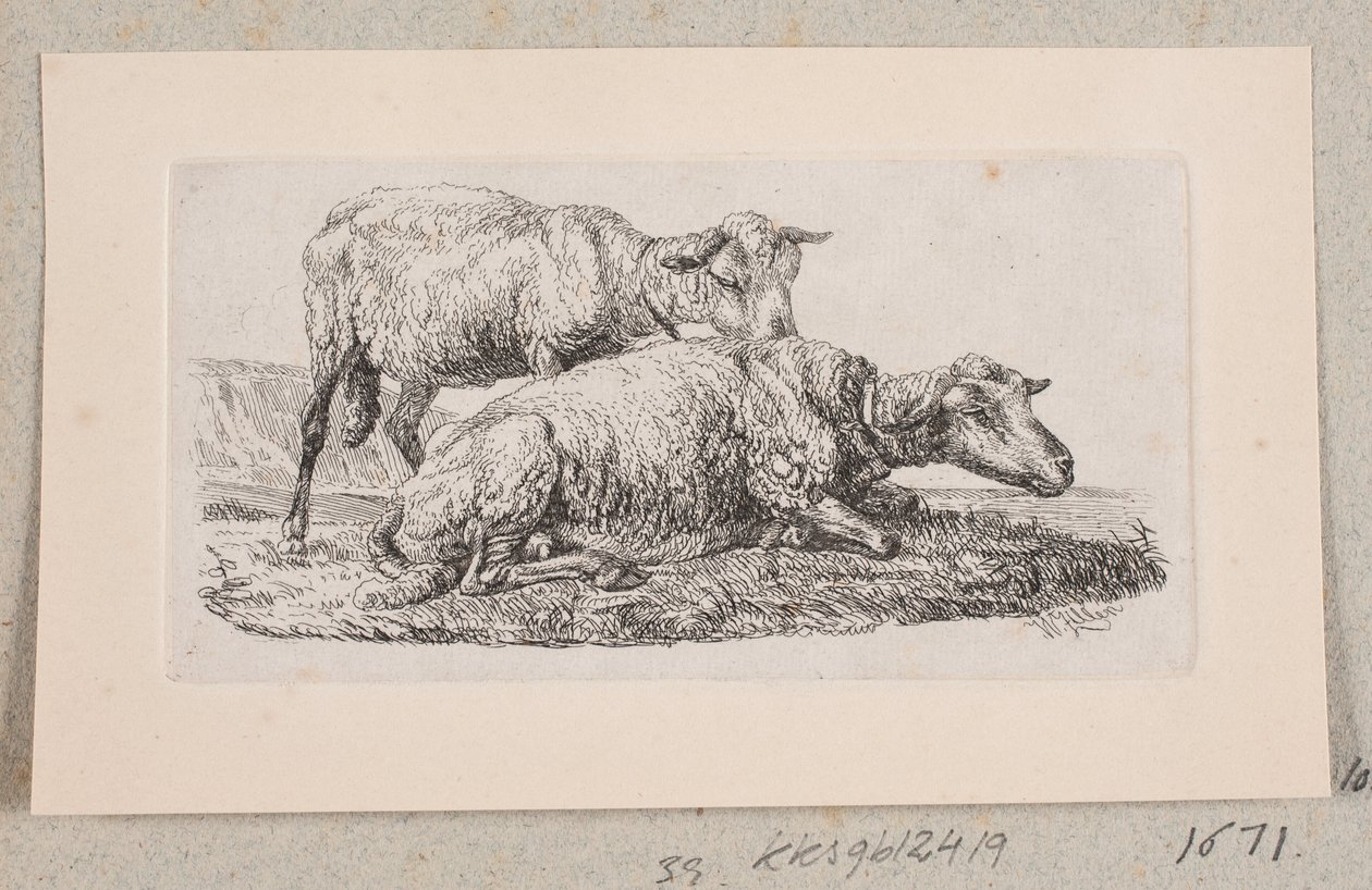 Dwie owce autorstwa Johannes Wilhelm Zillen