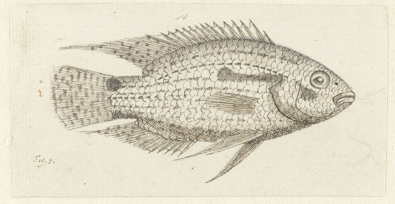 Tropikalna ryba Chromis epse autorstwa Johannes le Francq van Berkhey