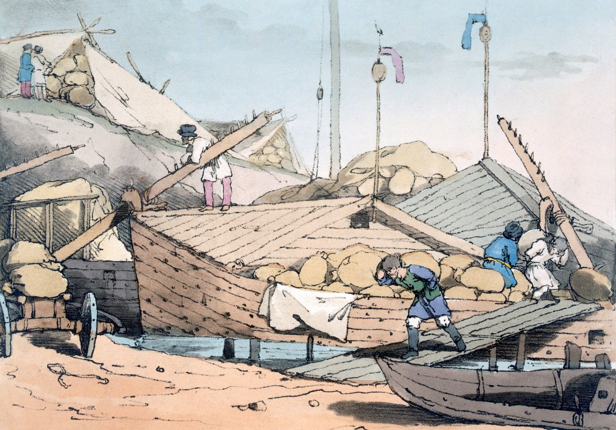 Kora kukurydziana, 1803 autorstwa John Augustus Atkinson