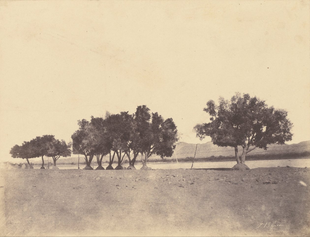 (Studia sykomorów, Korosko) autorstwa John Beasly Greene