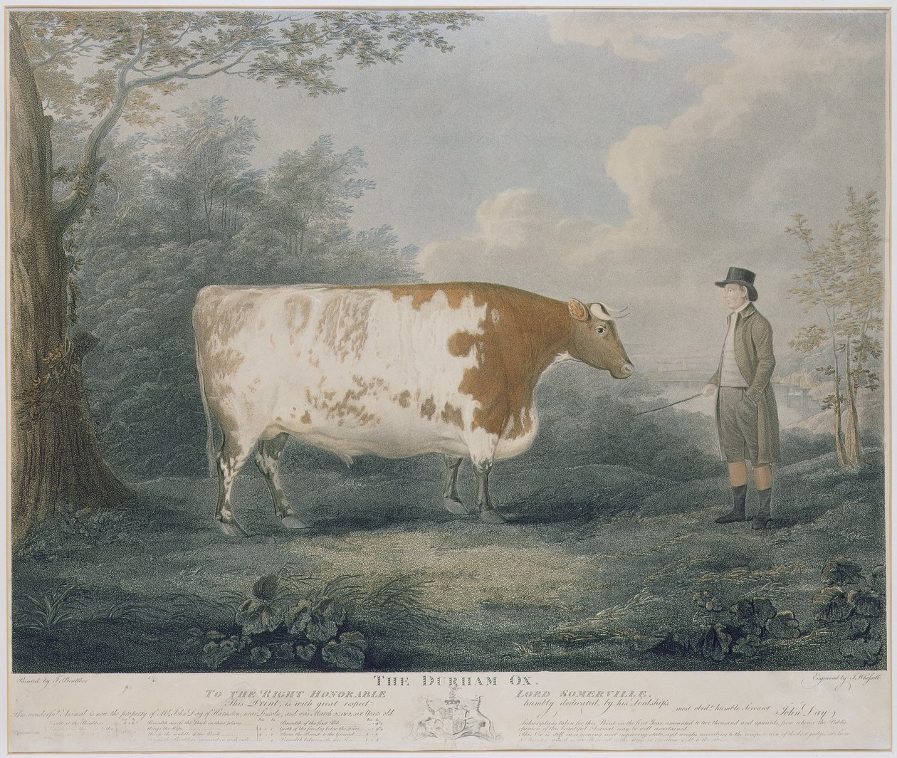 Durham Wół, grawerowane przez J. Wessel, 1802 (kolor grawerowany) autorstwa John Boultbee