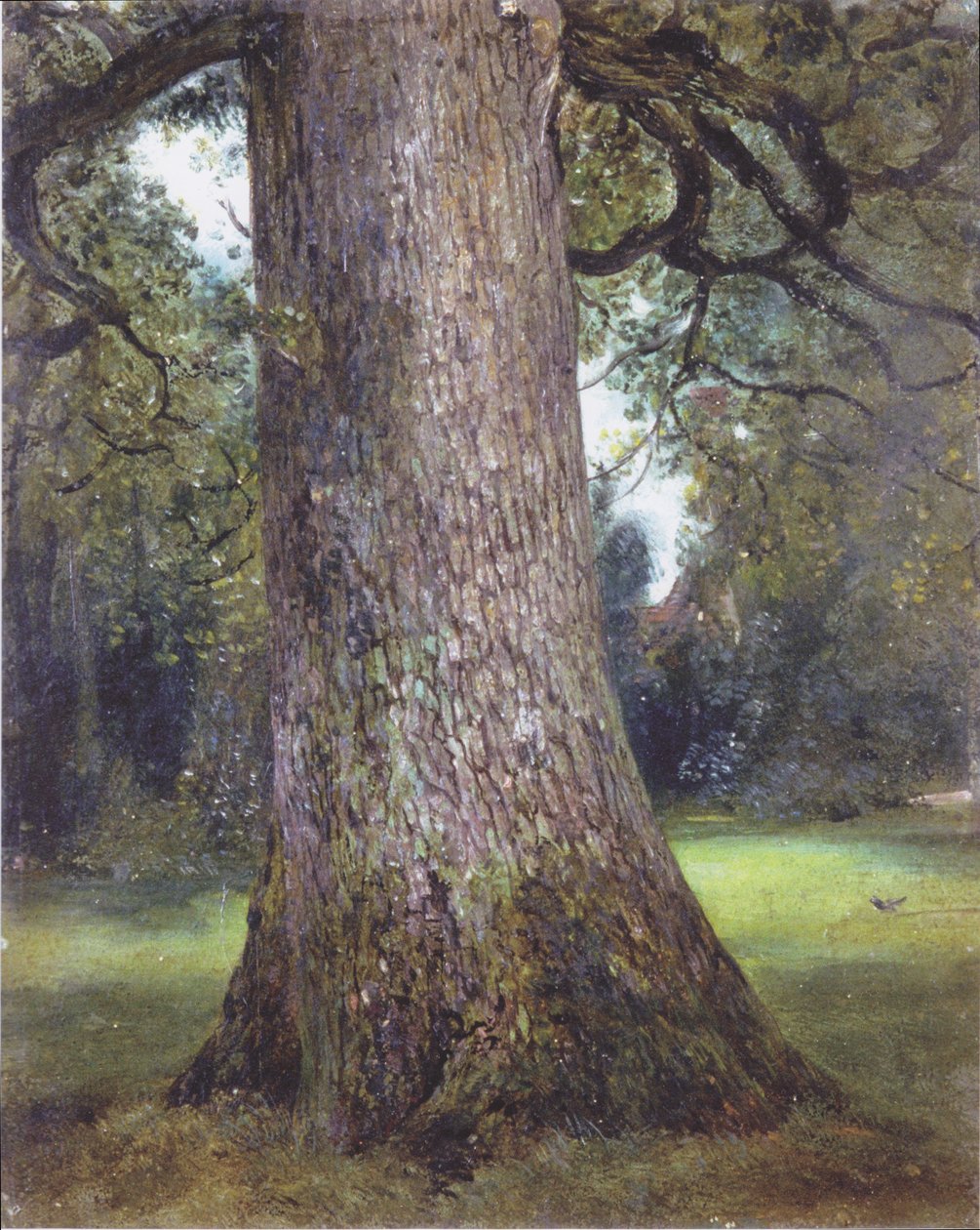 Studium wiązu autorstwa John Constable