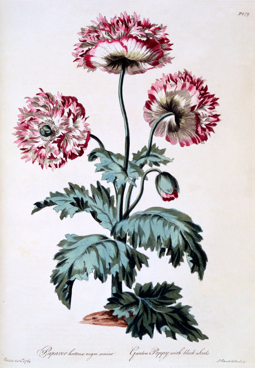 Mak ogrodowy z czarnymi nasionami, ilustracja z "The British Herbalist", opublikowana w marcu 1770 r. autorstwa John Edwards