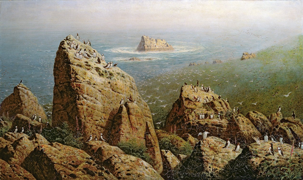 Maskonury na wyspie Lundy autorstwa John George Naish