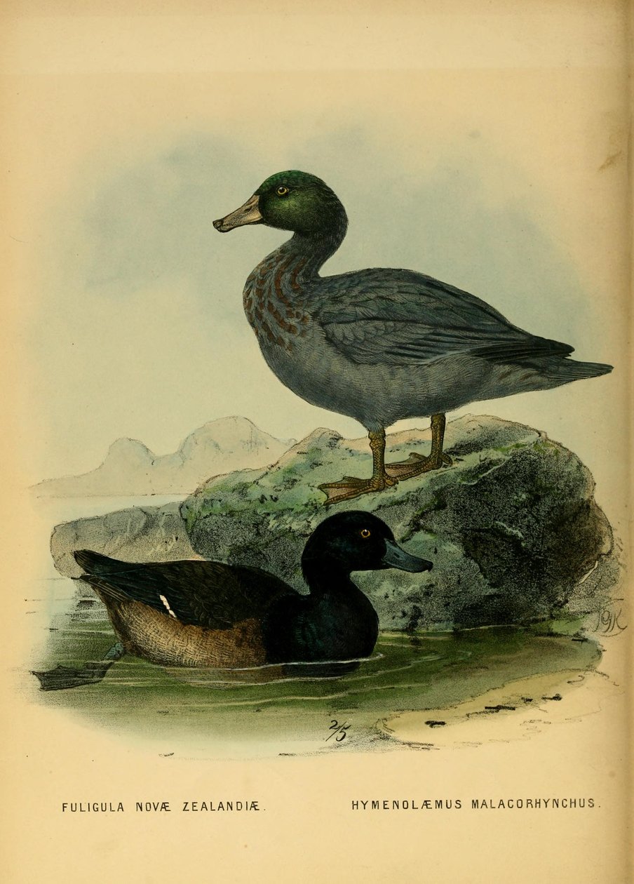 Ilustracja ogorzałki nowozelandzkiej i niebieskiej kaczki autorstwa John Gerrard Keulemans