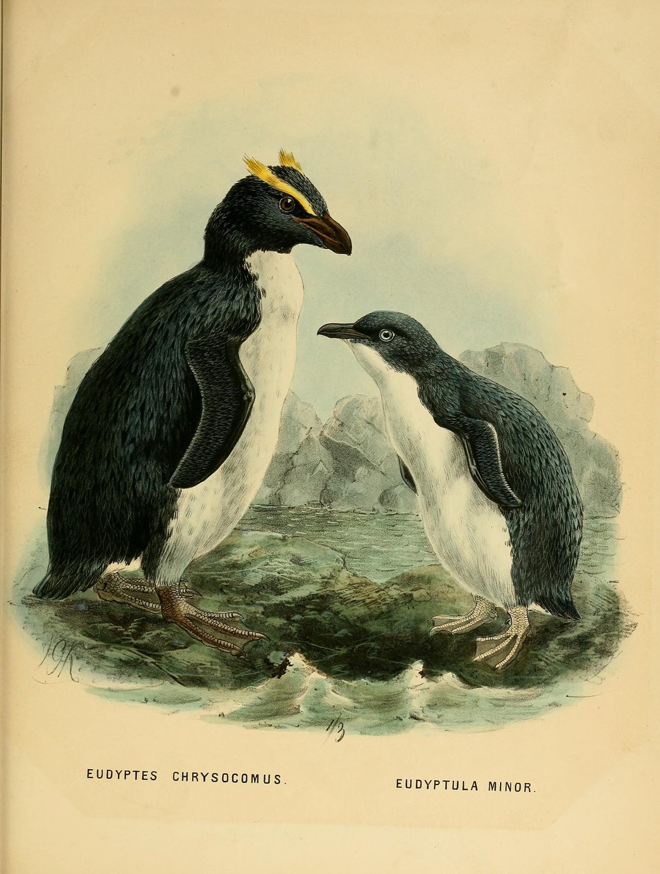 Ilustracja przedstawiająca Pingwina Konika Skalnego i Małego Pingwina autorstwa John Gerrard Keulemans