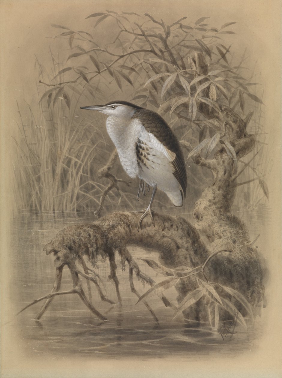 Bączek, Ixobrychus minutus autorstwa John Gerrard Keulemans
