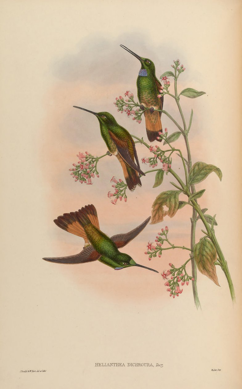 Monografia Trochilidae, czyli rodziny kolibrów autorstwa John Gold