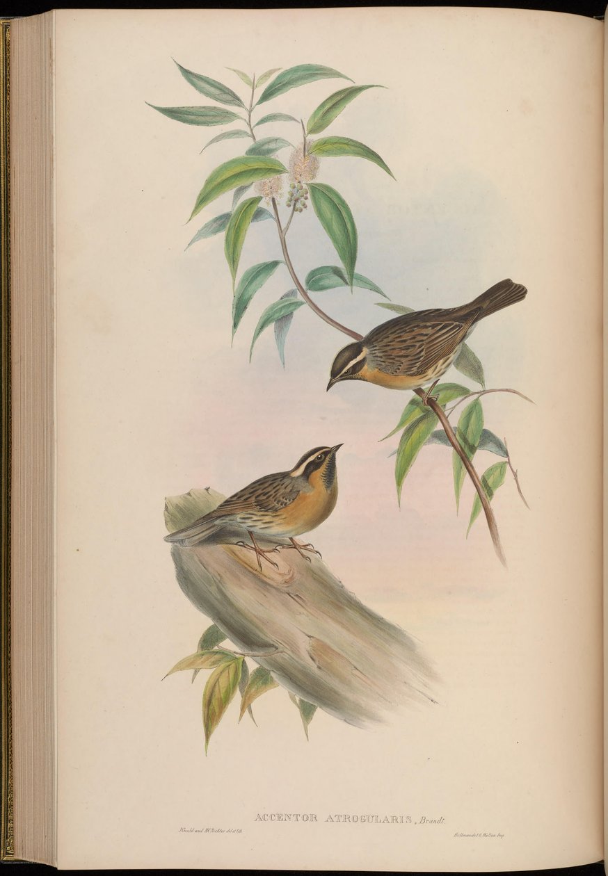 Accentor atrogularis = Prunella atrogularis autorstwa John Gould