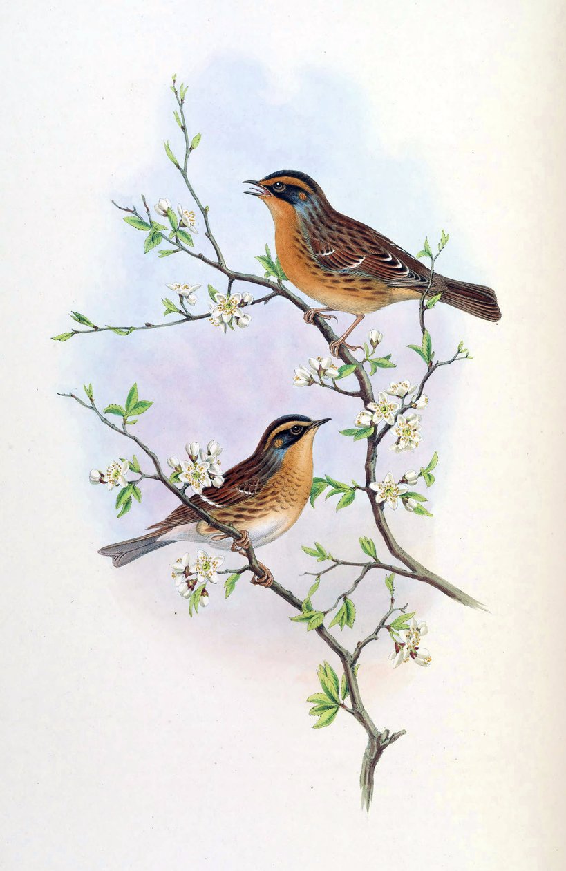 Accentor montanellus = Prunella montanella autorstwa John Gould