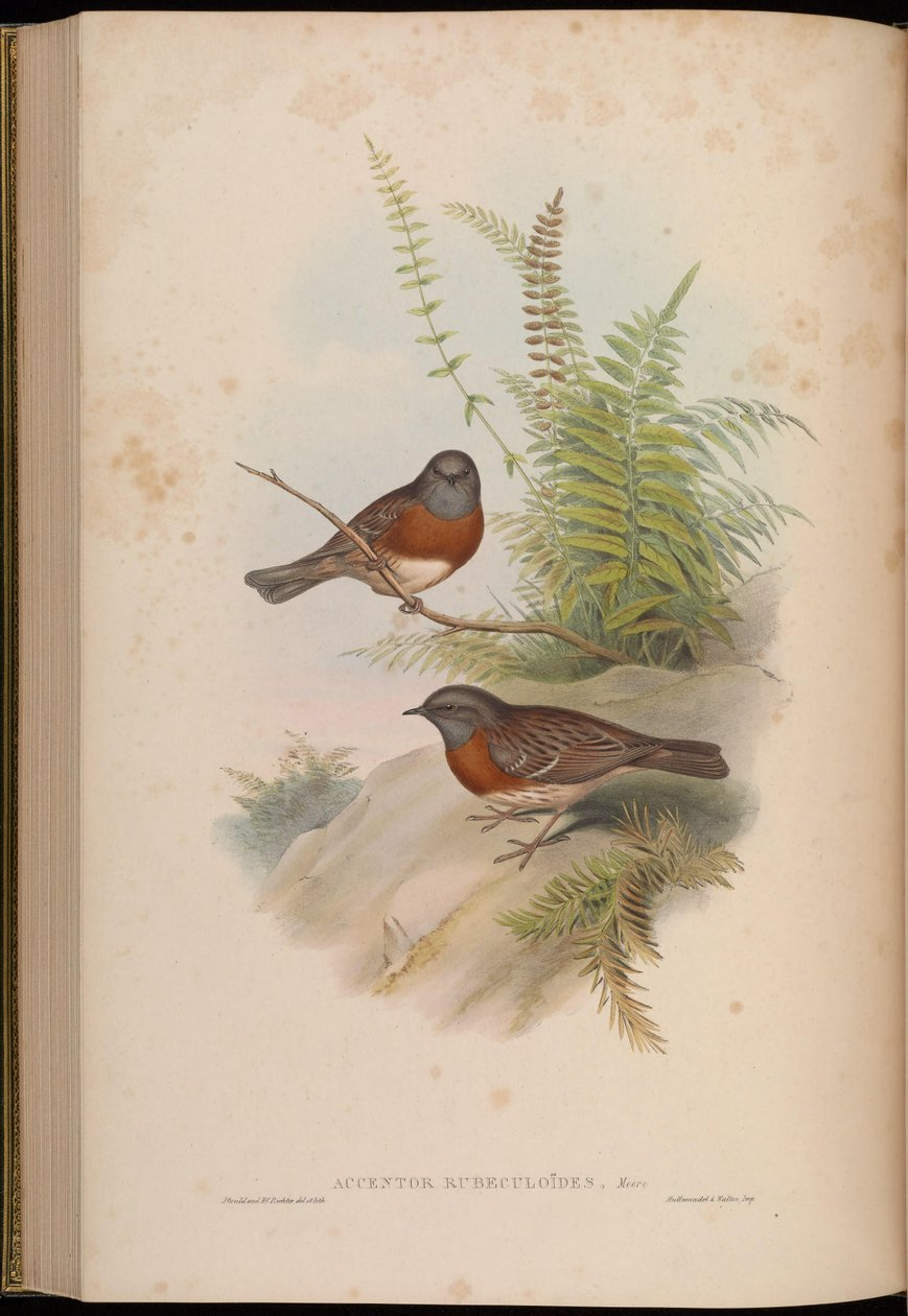 Accentor rubeculoides = Prunella rubeculoides autorstwa John Gould