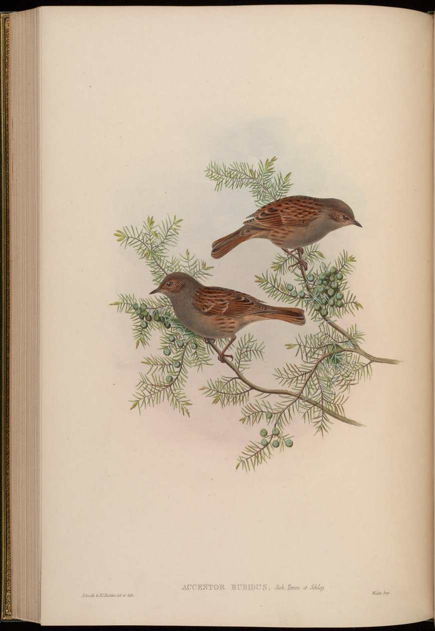 Accentor rubidus = Prunella rubida autorstwa John Gould