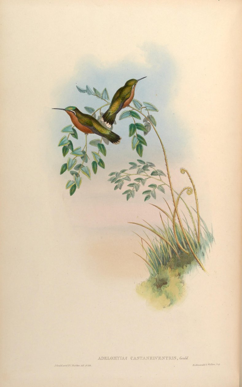 Adelomyia castaneiventris = Samica Lampornis castaneoventris autorstwa John Gould