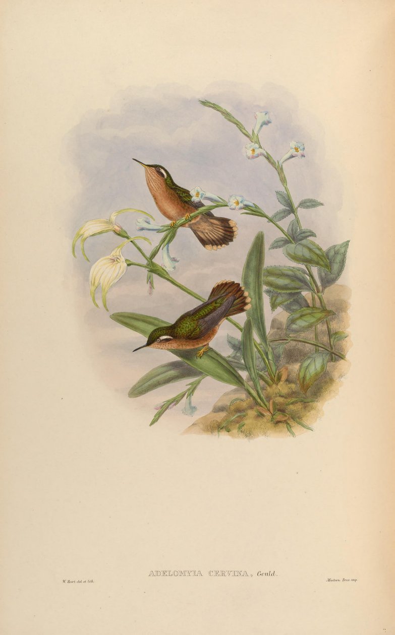Adelomyia cervina = Adelomyia melanogenys cervina autorstwa John Gould