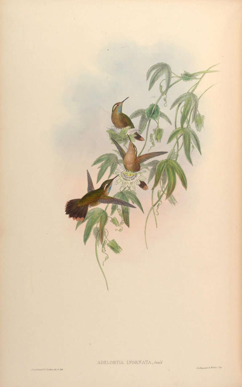 Adelomyia inornata = Adelomyia melanogenys inornata autorstwa John Gould