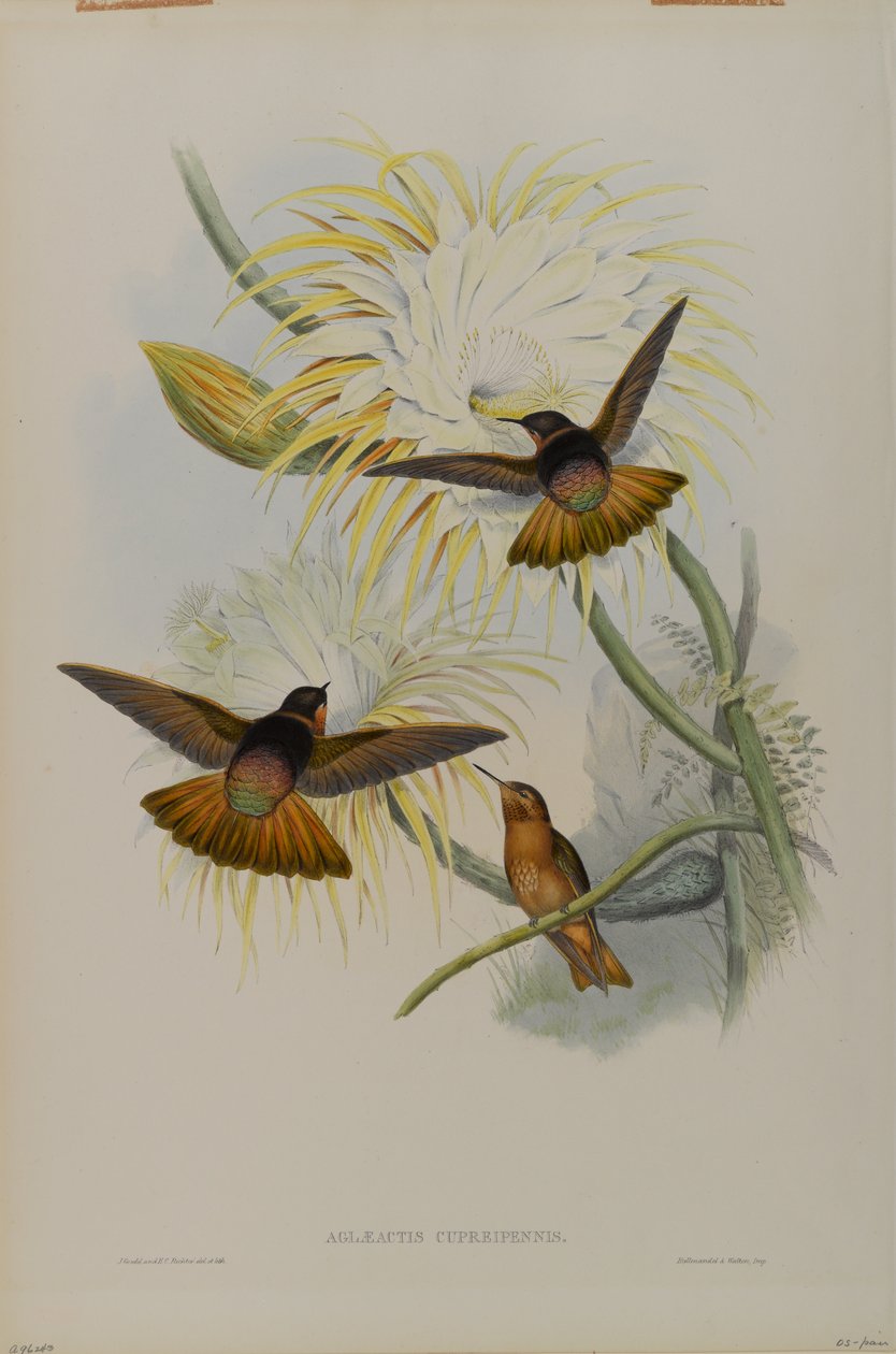 Aglaeactis Cupreipennis autorstwa John Gould