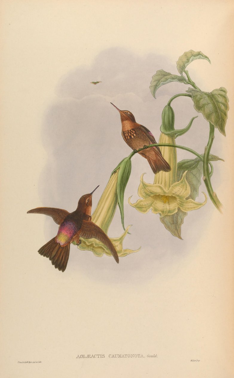 Aglaeactis caumatonota = Aglaeactis cupripennis caumatonotus autorstwa John Gould