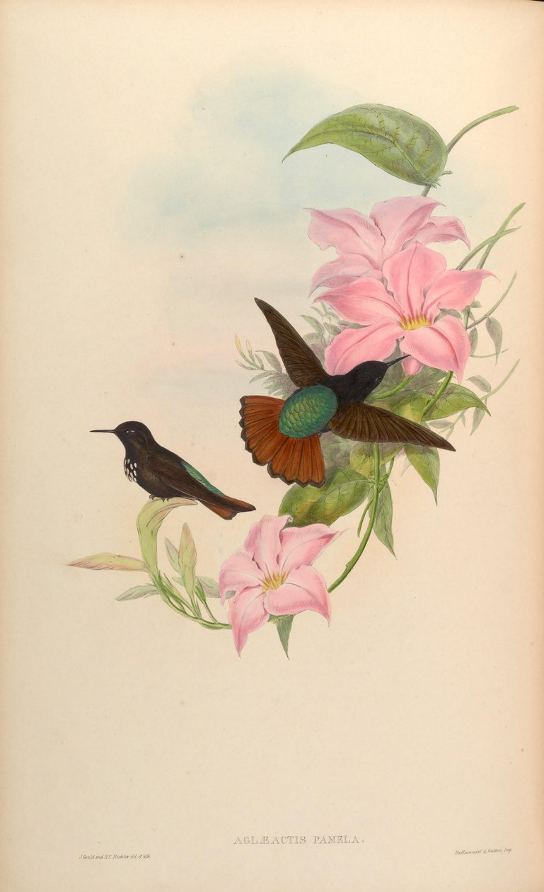 Aglaeactis pamela autorstwa John Gould