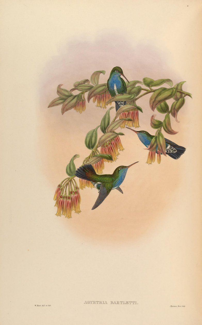 Agyrtria bartetti = Amazilia lactea bartletti autorstwa John Gould