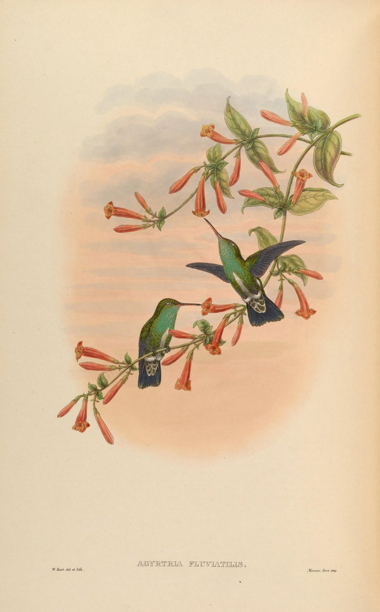 Agyrtria fluviatilis = Amazilia fimbriata apicalis autorstwa John Gould