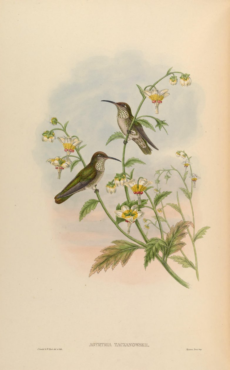 Agyrtria taczanowskii = Leucippus taczanowskii autorstwa John Gould