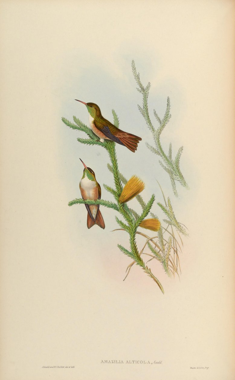 Amazilia alticola = Amazilia amazilia alticola autorstwa John Gould