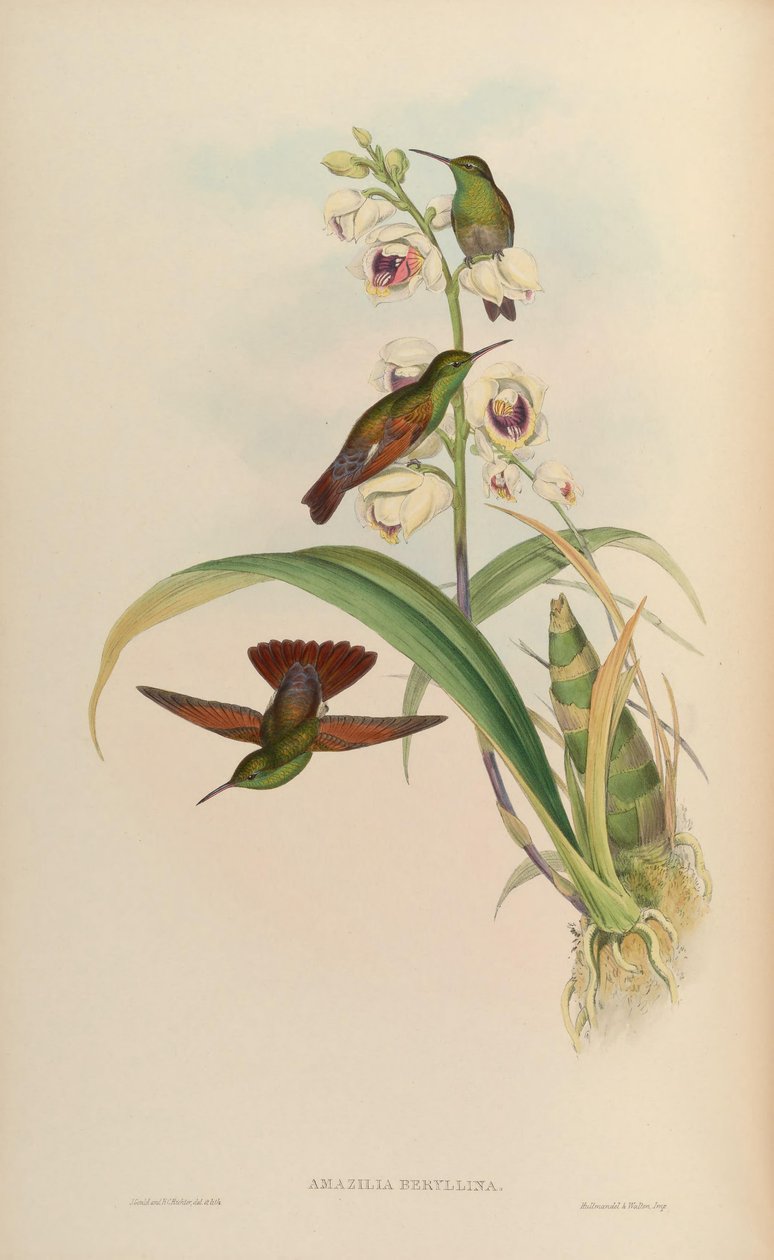 Amazilia berylina autorstwa John Gould
