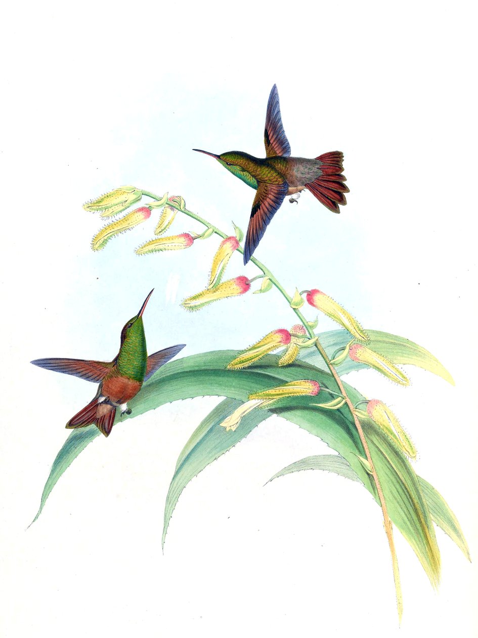 Amazilia castaneiventris autorstwa John Gould