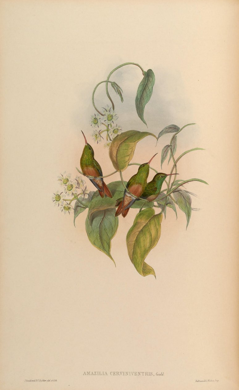 Amazilia cerviniventris = Amazilia yucatanensis cerviniventris autorstwa John Gould