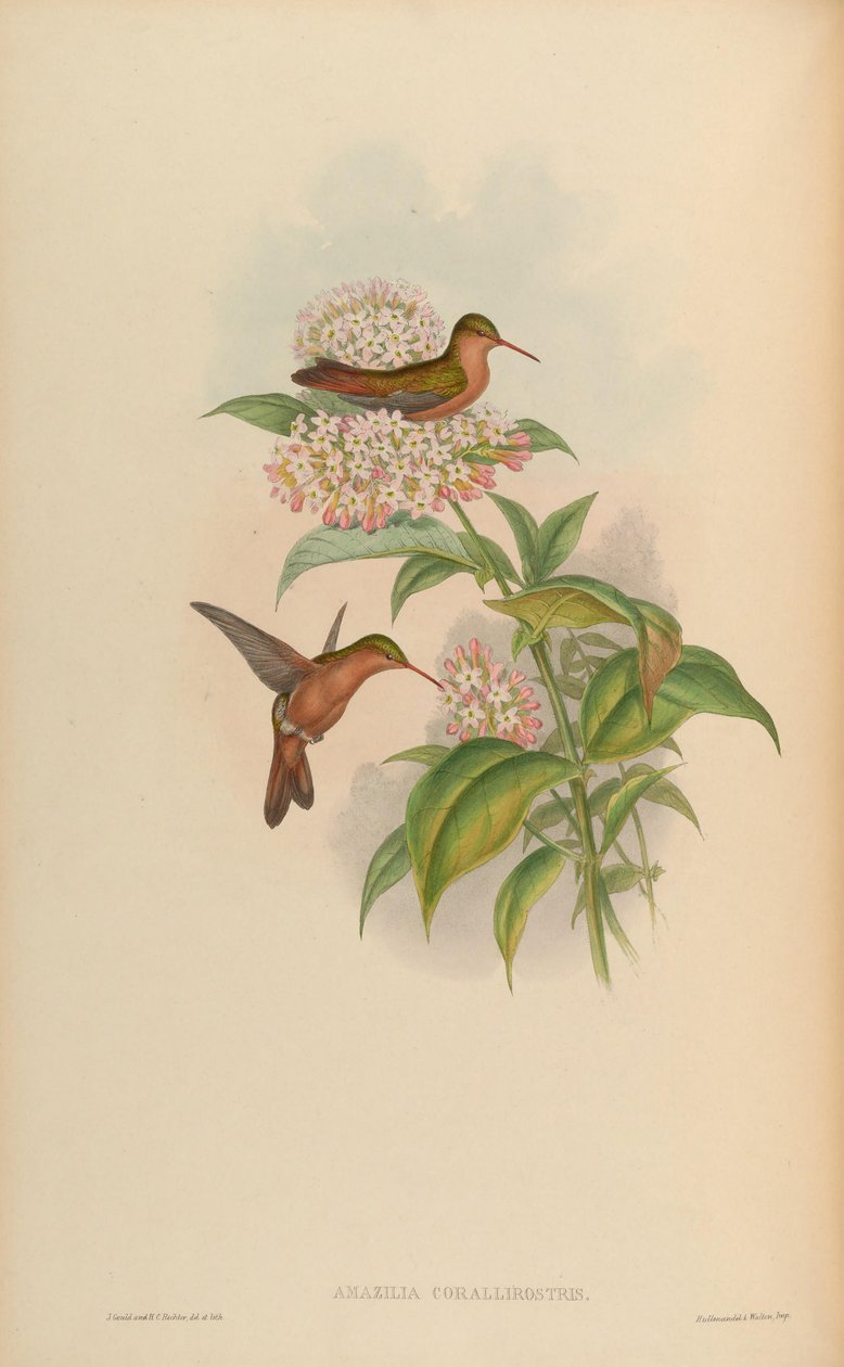 Amazilia corallirostris = Amazilia rutila corallirostris autorstwa John Gould