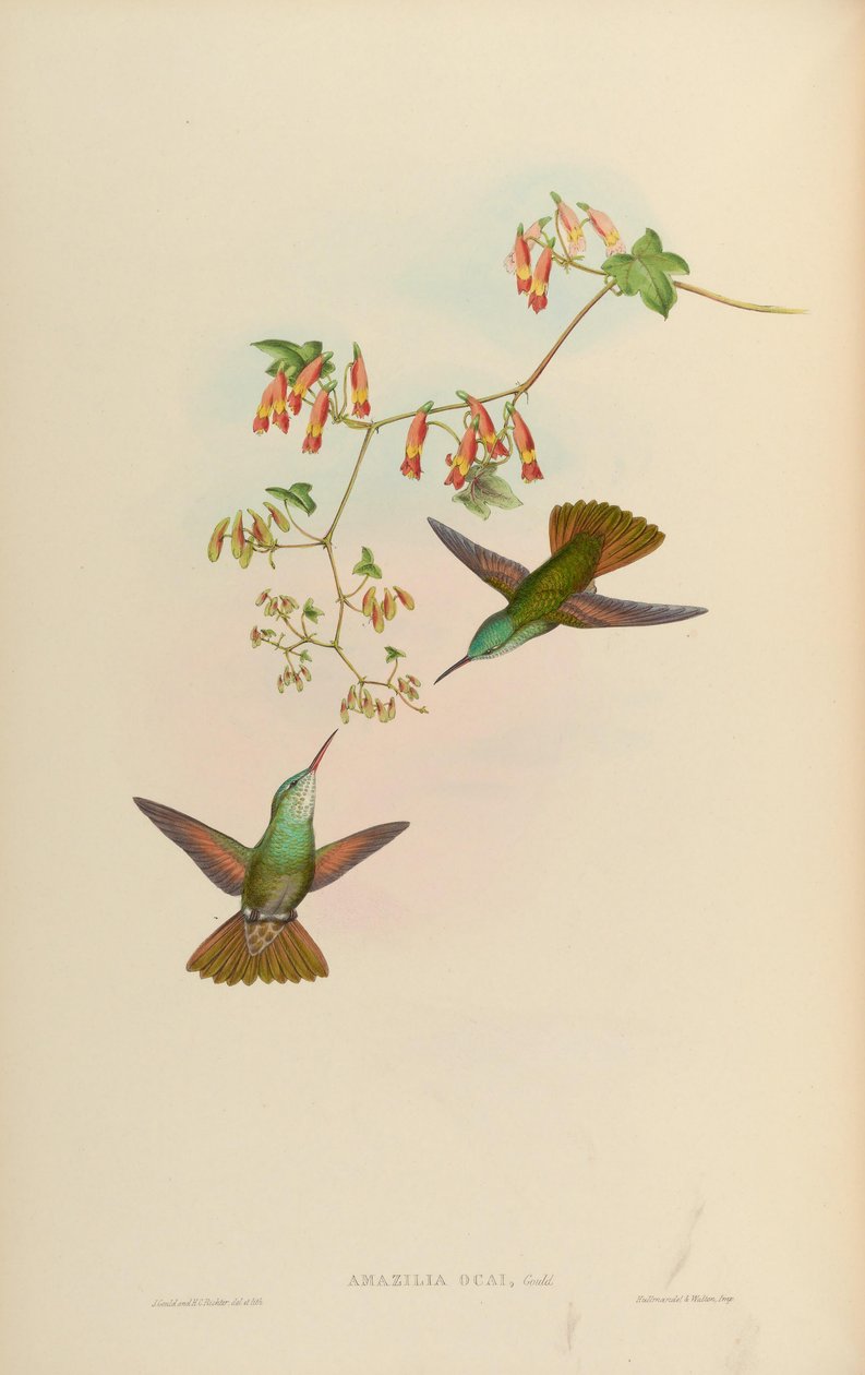 Amazilia ocai = Amazilia cyanocephala x Amazilia beryllina autorstwa John Gould