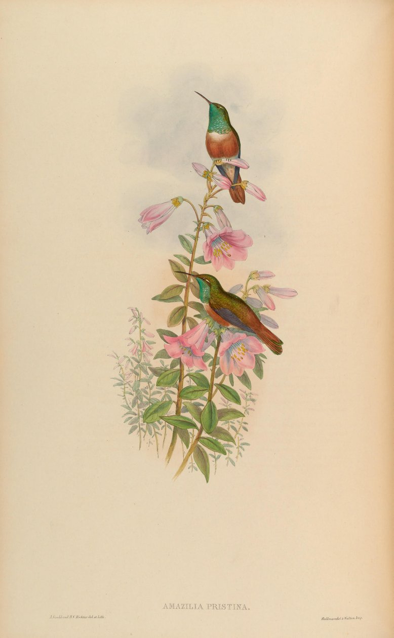 Amazilia pristina = Amazilia amazilia pristina autorstwa John Gould