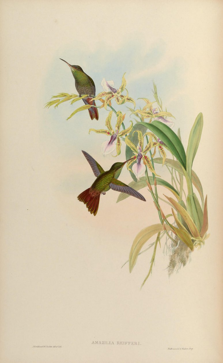 Amazilia riefferi = Amazilia tzacatl autorstwa John Gould
