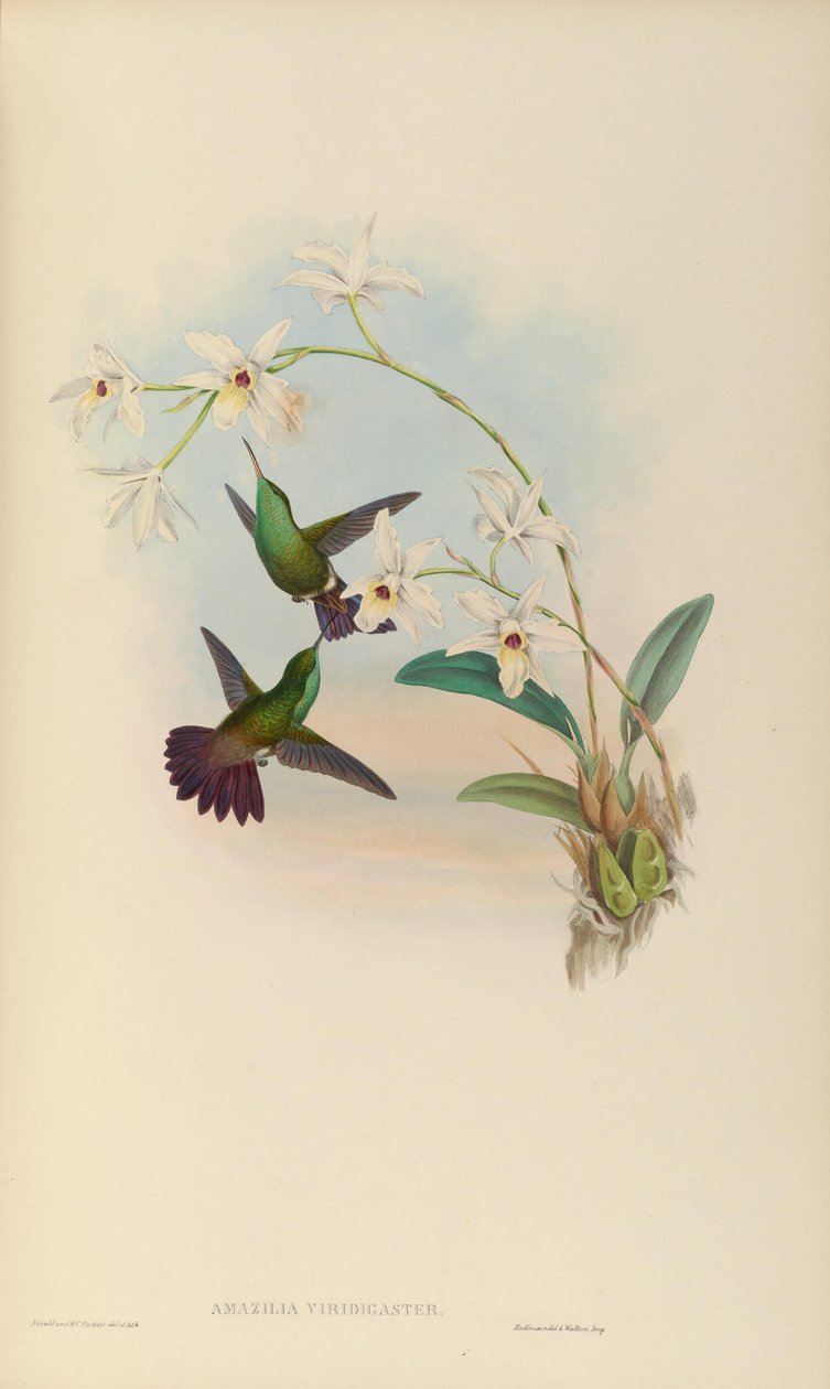 Amazilia viridigaster autorstwa John Gould