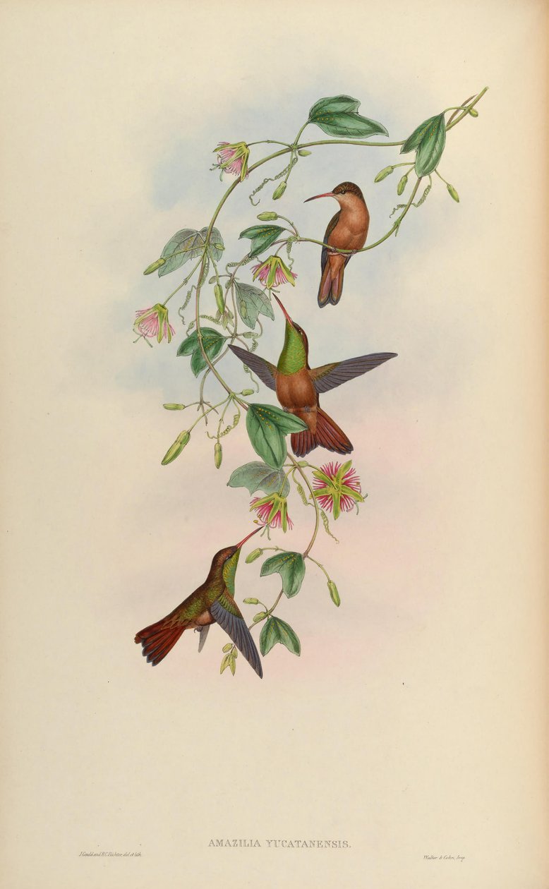 Amazilia yucatanensis autorstwa John Gould