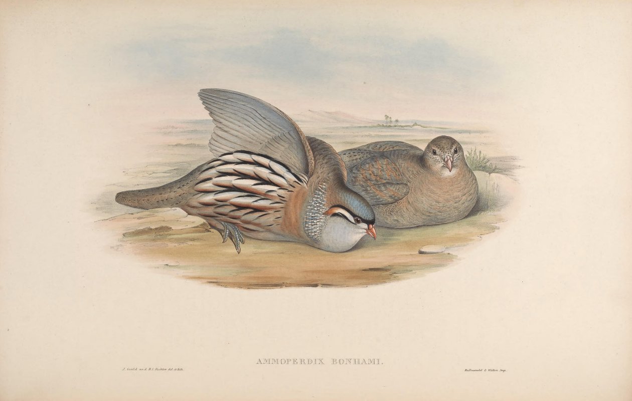 Ammoperdix bonhami = Ammoperdix griseogularis autorstwa John Gould