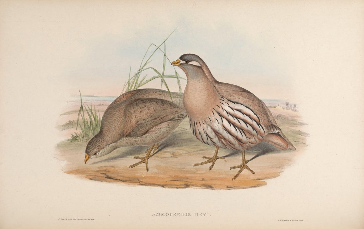AM moper jest niski i łatwy autorstwa John Gould
