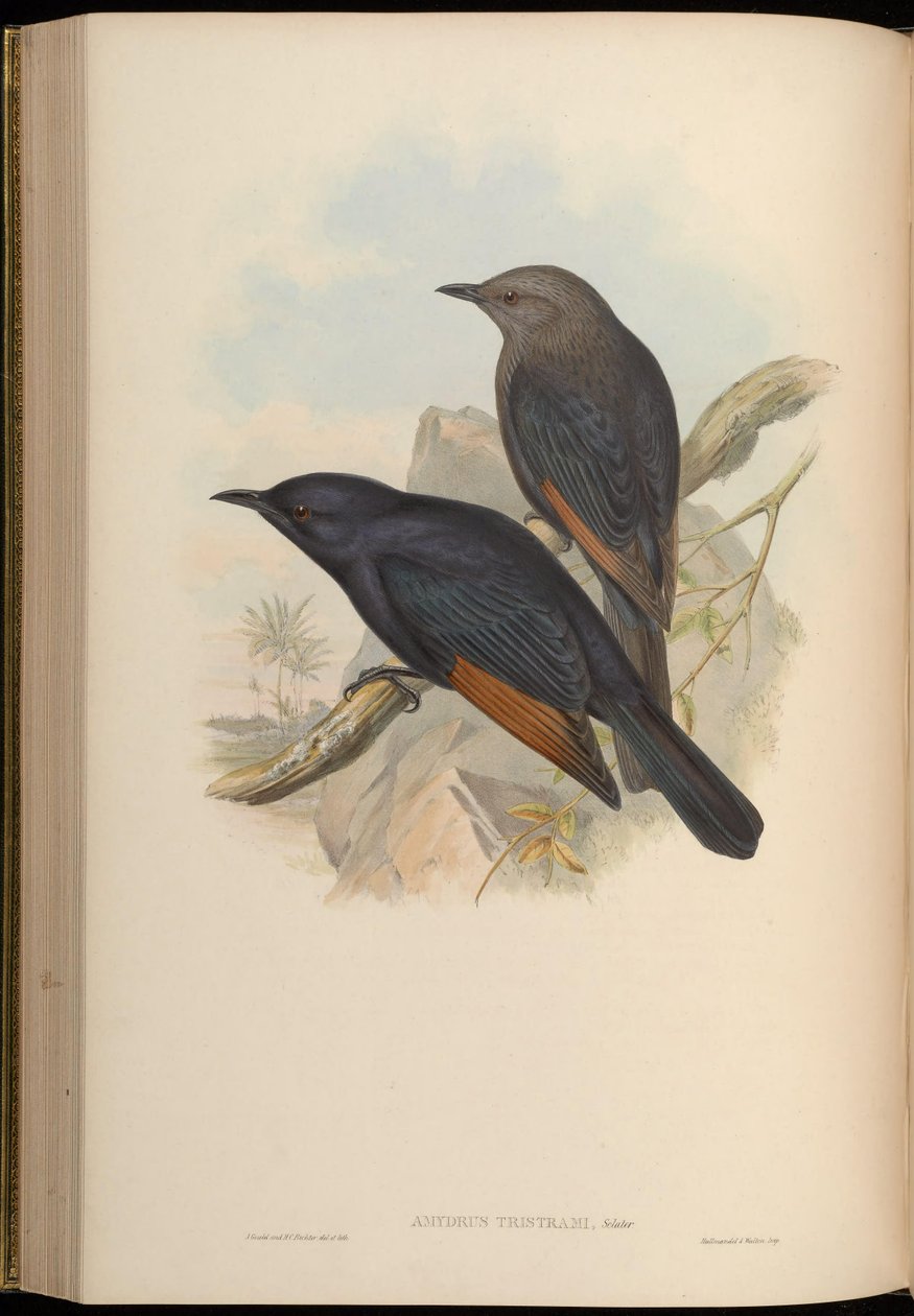 Amydrus tristamii = Onychognathus tristramii autorstwa John Gould