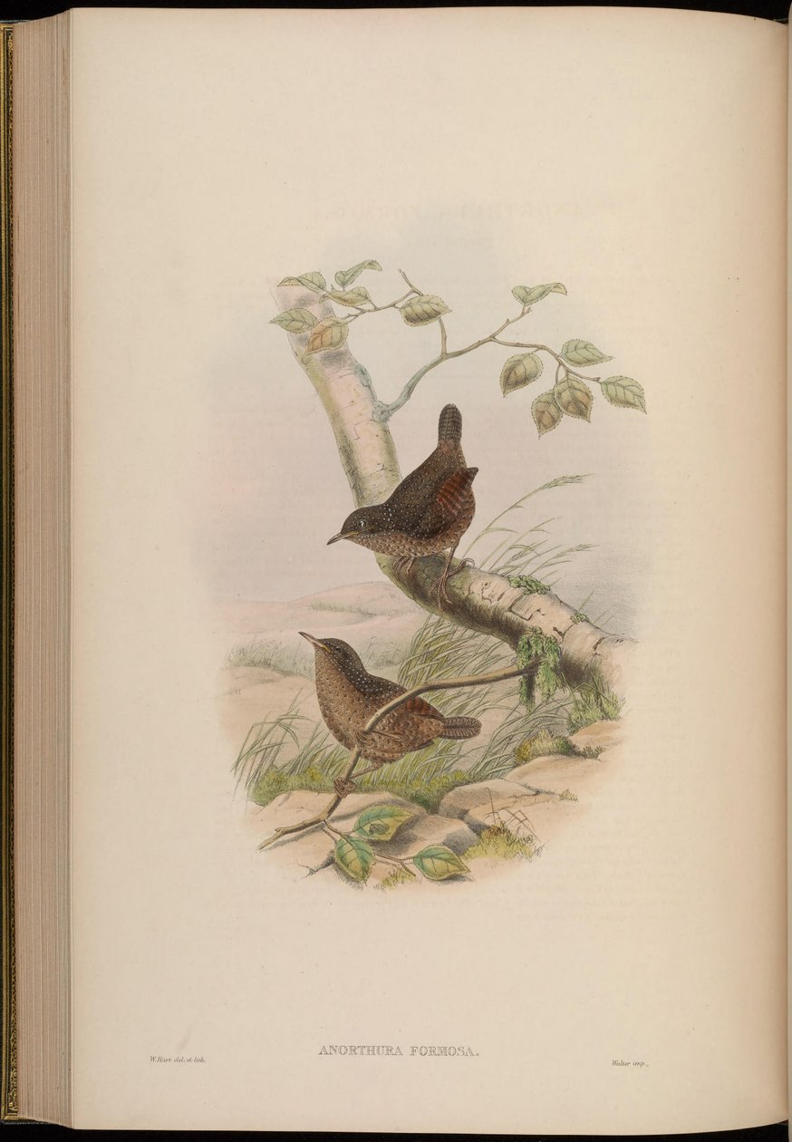 Anorthura formosa = Spelaeornis formosus autorstwa John Gould