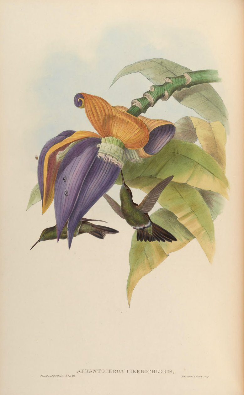 Aphantochroa cirrochloris autorstwa John Gould