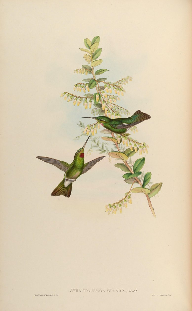 Aphantochroa gularis = Heliodoxa gularis autorstwa John Gould