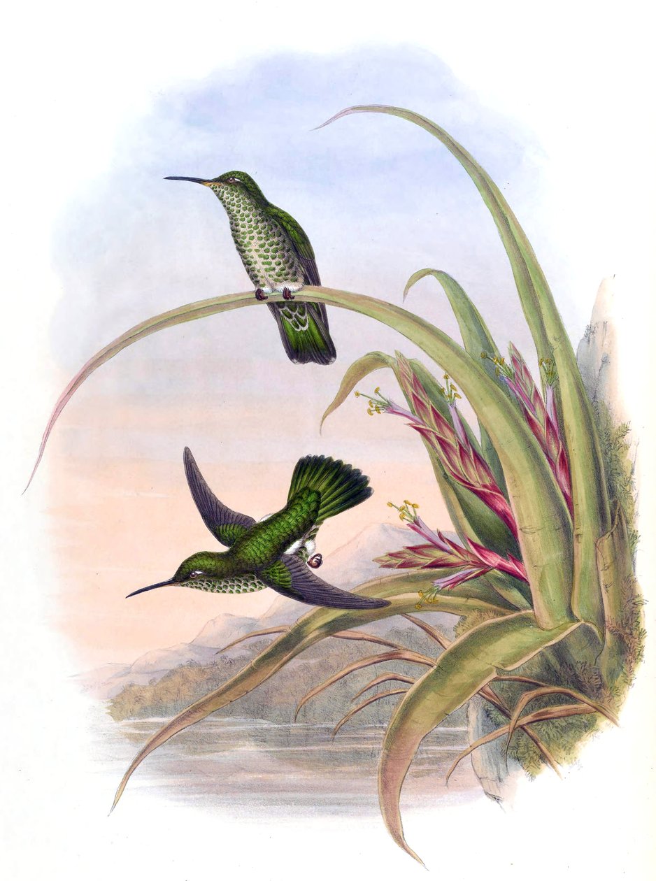 Aphantochroa hyposticta = Taphrospilus hypostictus autorstwa John Gould