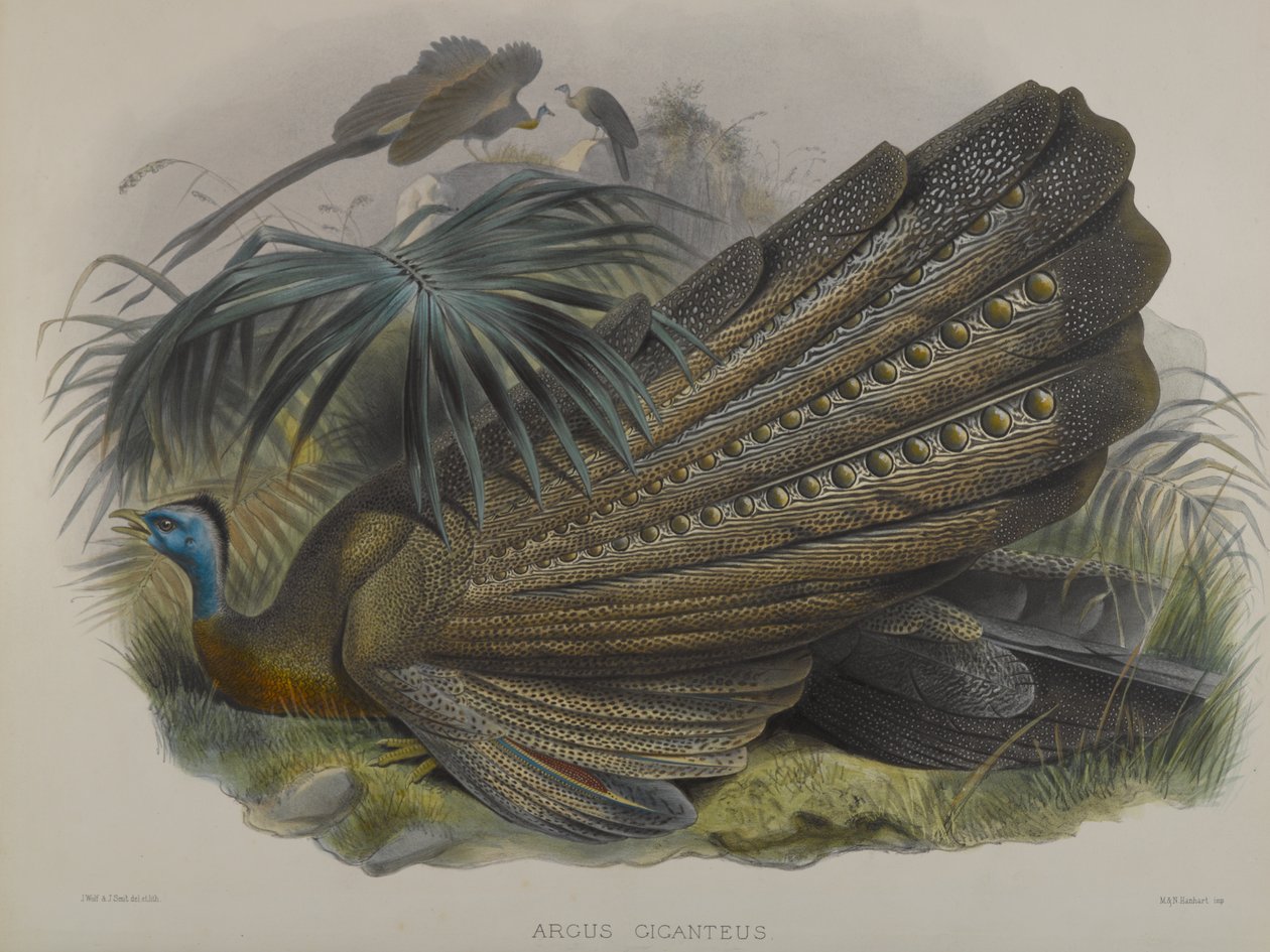 Argus Giganteus: Wielki Bażant Argus autorstwa John Gould