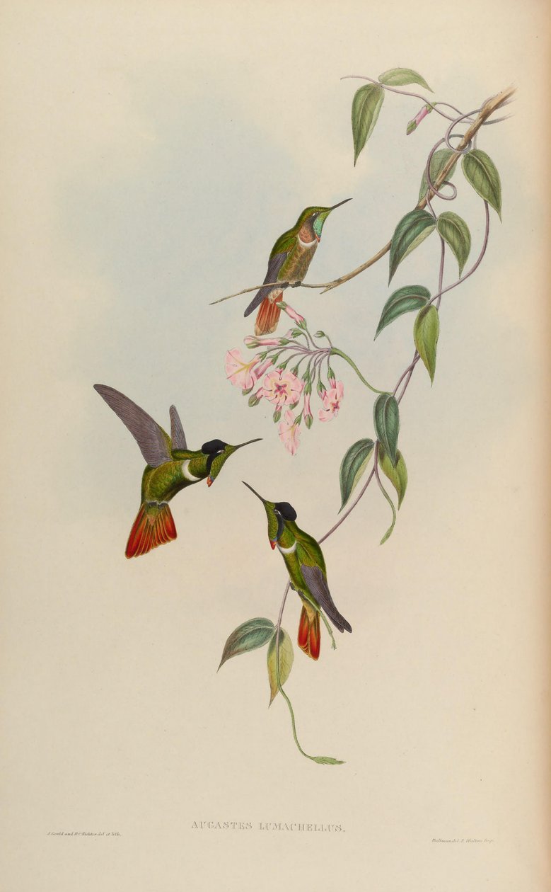 Augastes lumachellus autorstwa John Gould
