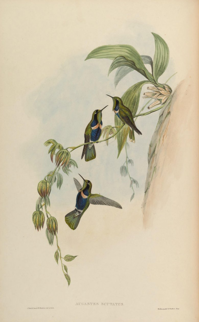 Tarcza Augusta autorstwa John Gould