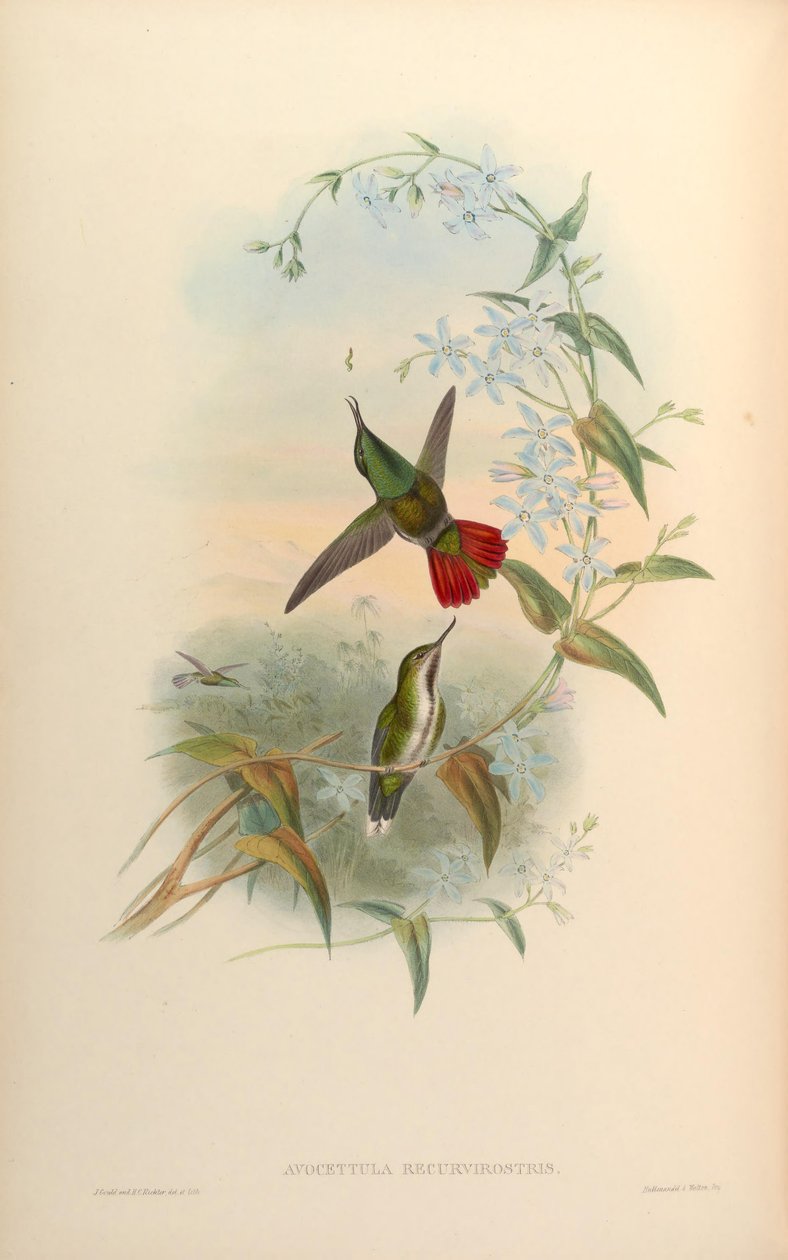 Avocettula recurvirostris autorstwa John Gould