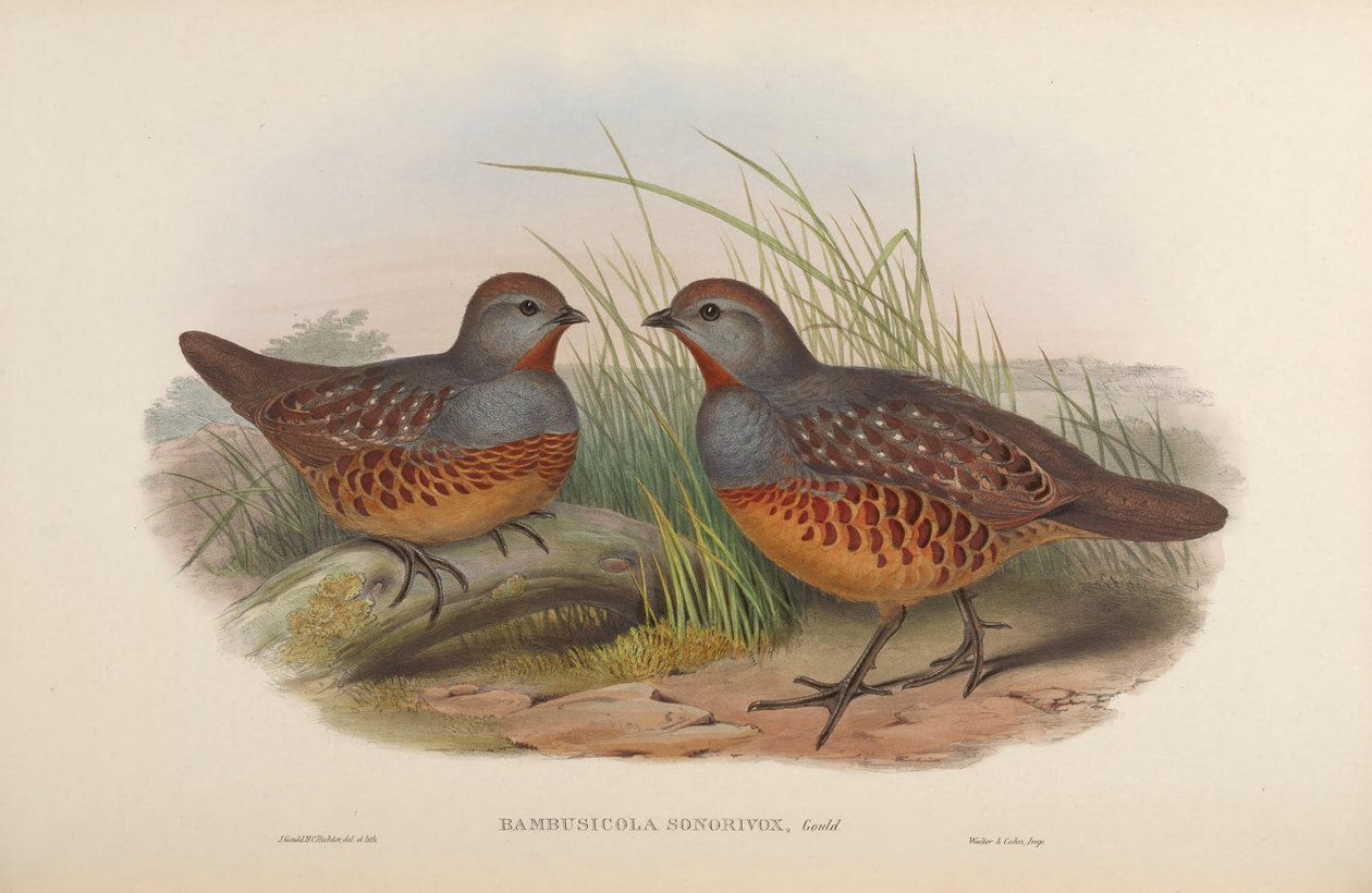Bambusicola sonorivox = Bambusicola thoracicus sonorivox autorstwa John Gould