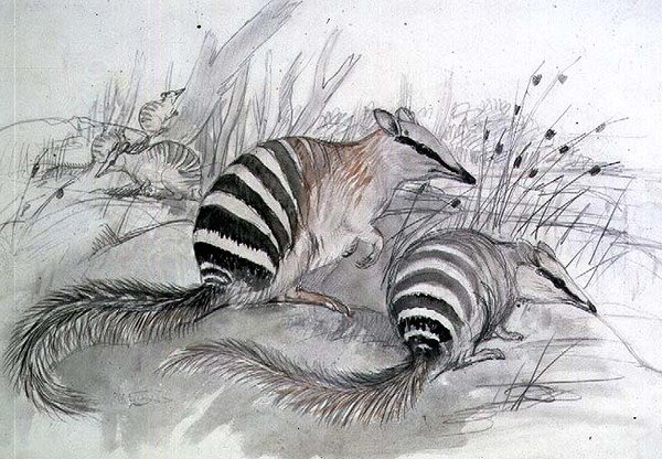 Mrówkojad pasmowy, XIX w. (ołówek i płyn) autorstwa John Gould