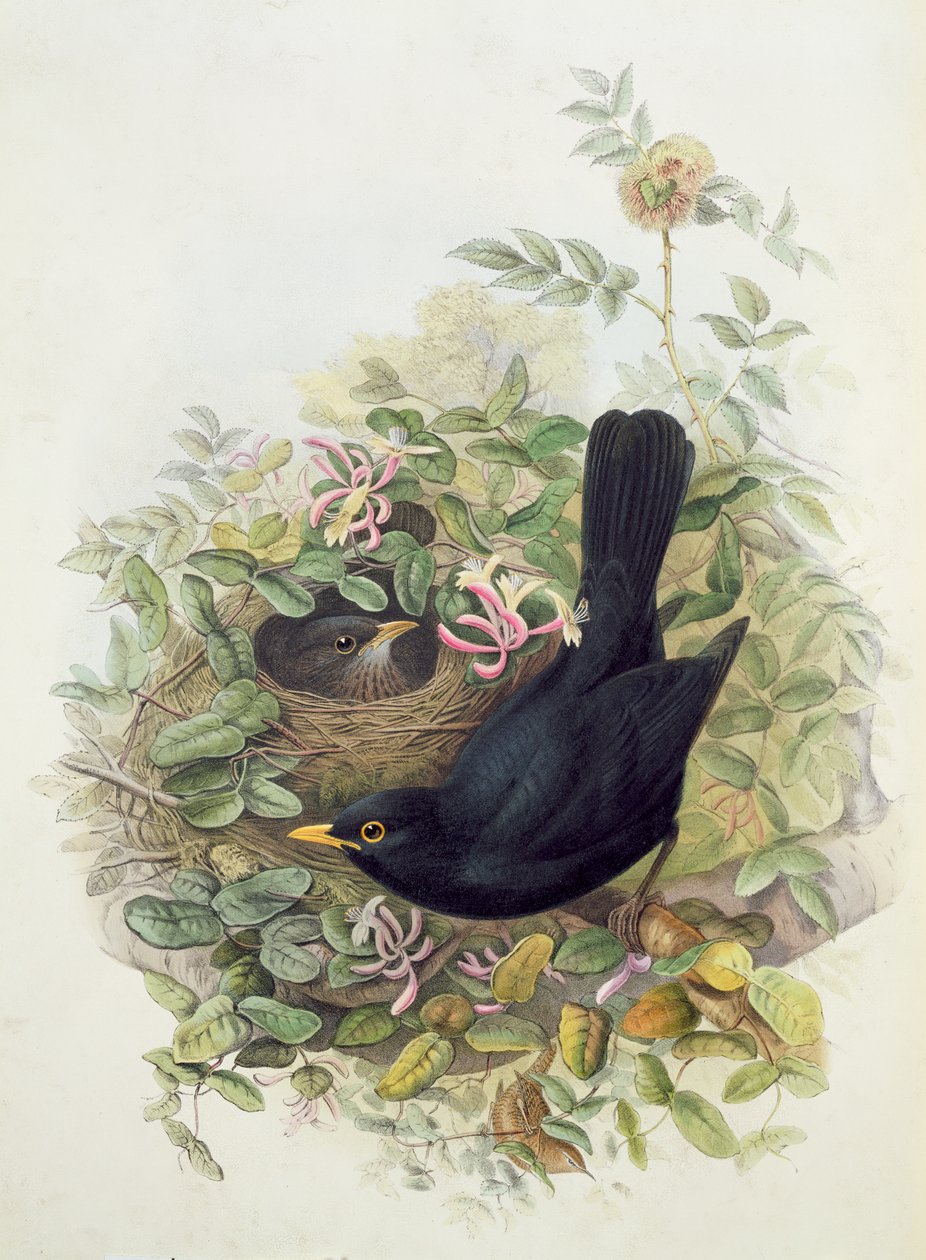Czarny ptak, 1873 (ołówek, wc na papierze) autorstwa John Gould