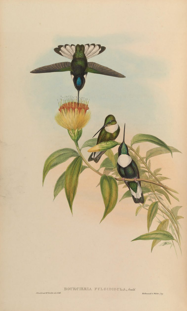 Bourciera fulgidigula = Coeligena torquata autorstwa John Gould